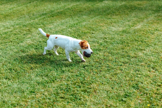 Photo jack russell terrier plays with the ball