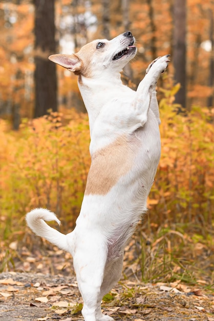 잭 러셀 테리어 초상화 공공 공원에 있는 서러브레드 개 애완동물