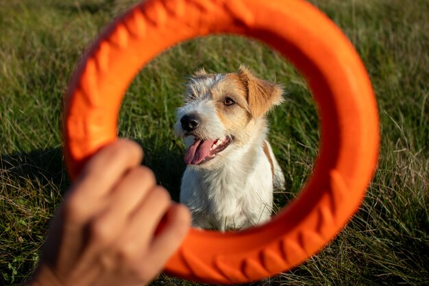 Jack Russell Terrier portrait through orange hopping ring