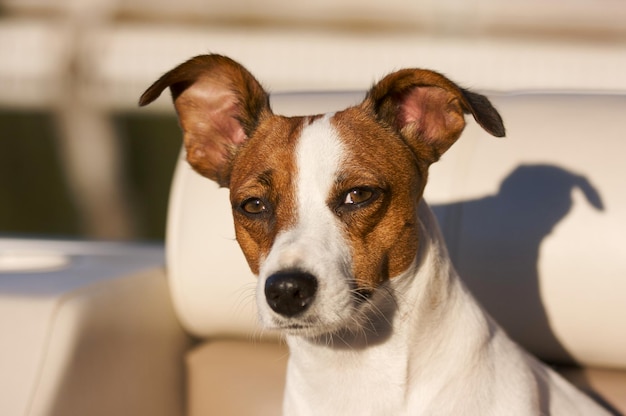 Photo jack russell terrier portrait