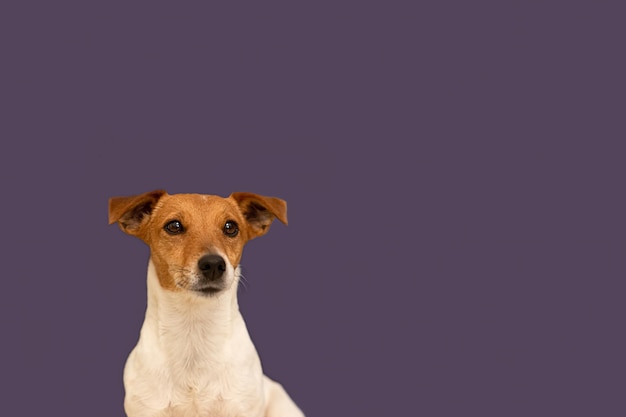 Jack Russell Terrier Portret Rasechte hond op een paarse achtergrond Huisdieren