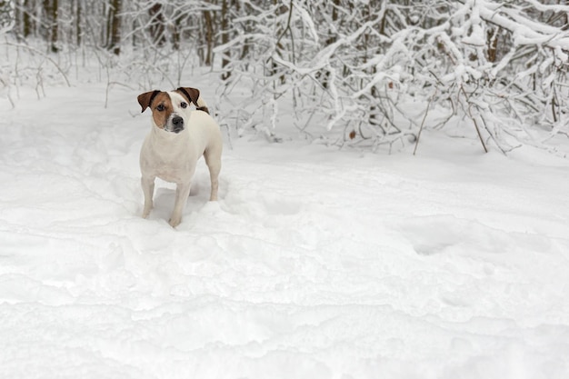 Jack Russell terrier in a public park A thoroughbred dog Animal themes Pets in winter