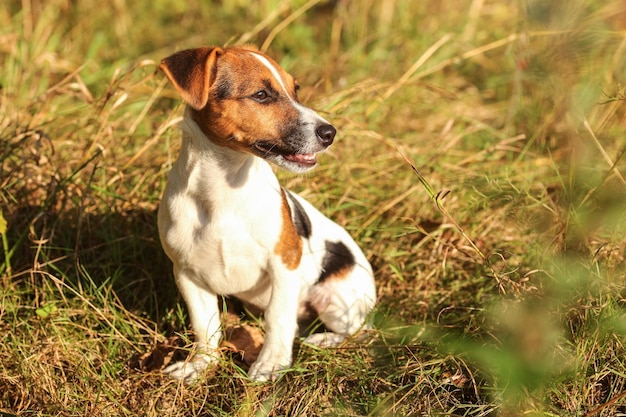 Jack Russell Terriër pup zittend in laag gras op zoek naar kant, middagzon schijnt op haar.