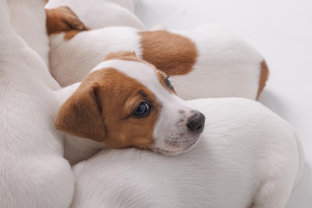 Jack russell terrier puppies on isolated white background