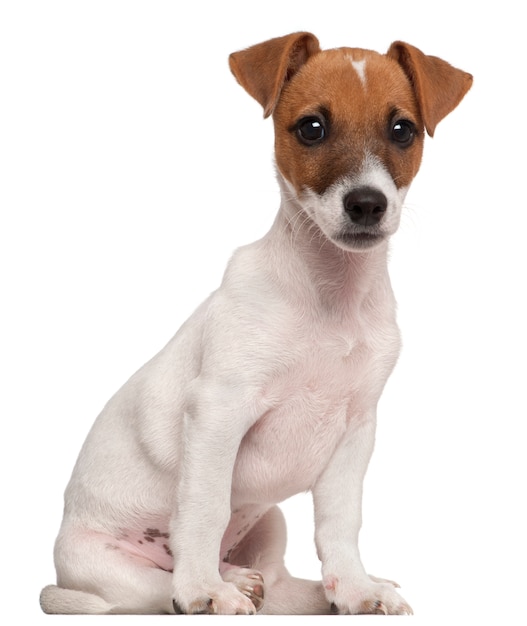 Jack Russell Terrier-puppy, 3 maanden oud, zittend