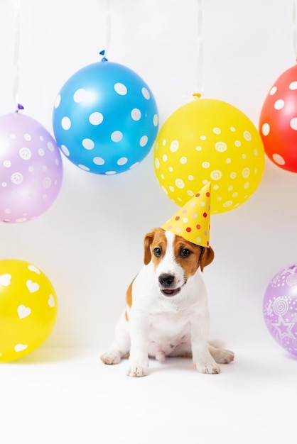 Jack Russell Terrier-puppy 5 maanden oud in gele papieren hoed met kleurrijke ballonnen