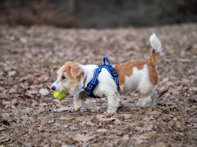 Jack Russell Terrier puppy carries a tennis ball in the forest