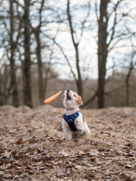 Jack Russell Terrier puppy catches frisbee in the forest .