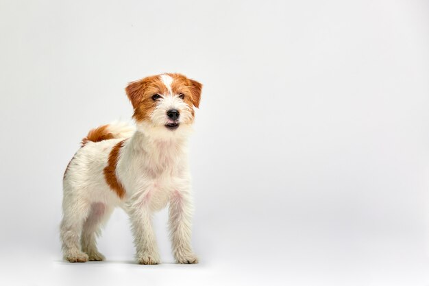 Fine del cucciolo di jack russell terrier su su bianco, copyspace. colpo dello studio