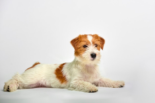 Fine del cucciolo di jack russell terrier su su bianco, copyspace. colpo dello studio