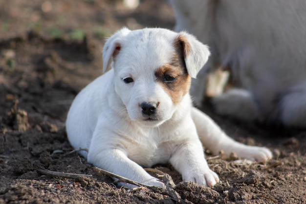 Jack Russell Terrier puppy closeup