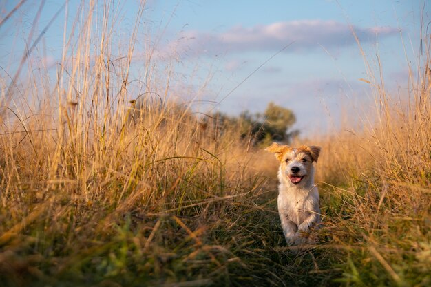 Jack Russell Terrier-puppy die in een veld op hoog herfstgras loopt