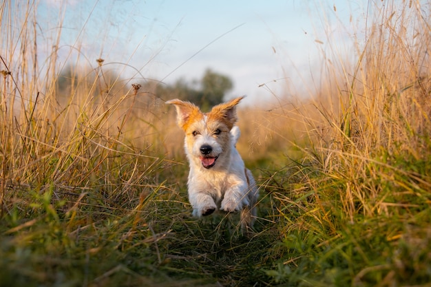 Jack Russell Terrier-puppy die in een veld op hoog herfstgras loopt