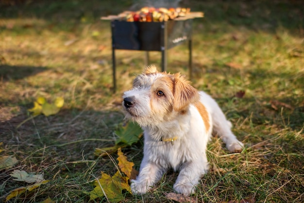 Jack Russell Terrier-puppy die naast de barbecue zit