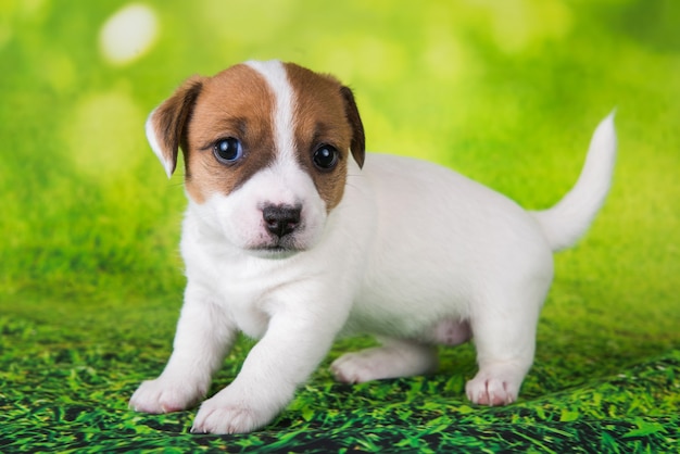 Jack Russell Terrier puppy dog on a green background