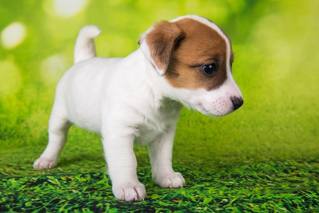 Jack Russell Terrier puppy dog on a green background