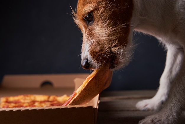 Jack Russell Terrier-puppy eet pizza. Ongezond voedsel en hond. Voeding voor huisdieren