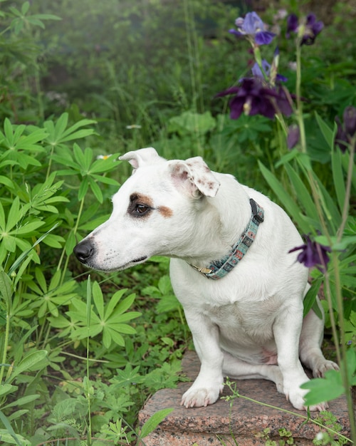 草の中のジャックラッセルテリアの子犬