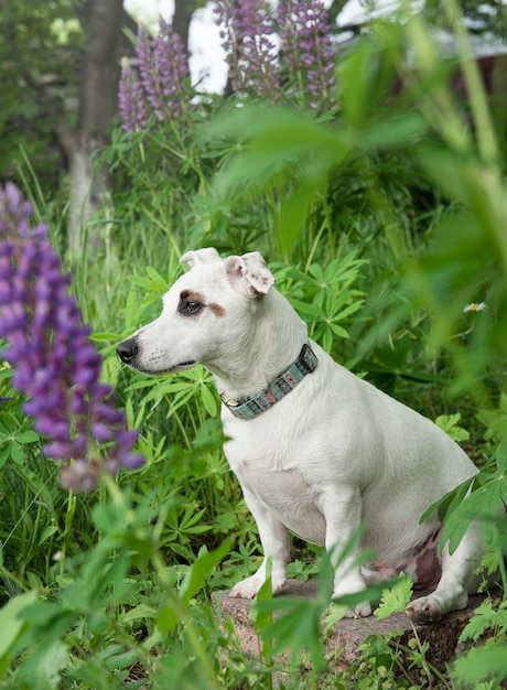 草の中のジャックラッセルテリアの子犬