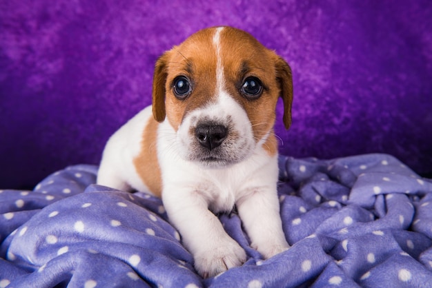 Jack Russell Terrier puppy hondje op een paarse