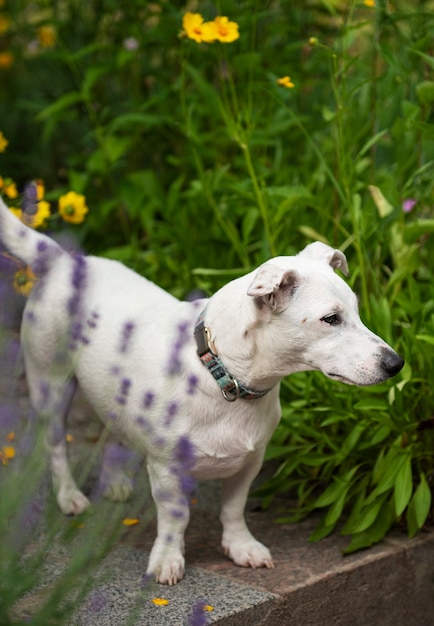 Jack Russell Terrier-puppy in het gras