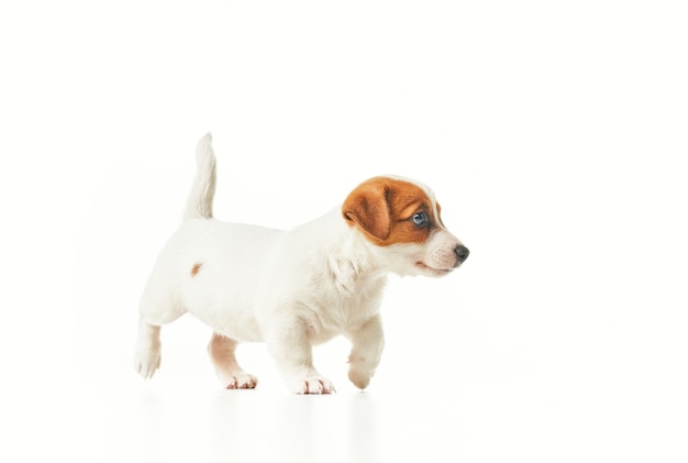 Jack Russell Terrier-puppy loopt naar rechts