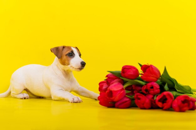 Jack Russell Terrier puppy met een groot boeket rode tulpen op een gele achtergrond Horizontale wenskaart met Internationale Vrouwendag op 8 maart