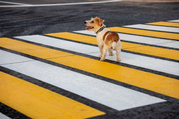 Jack Russell Terrier-puppy rent alleen op een zebrapad over de weg