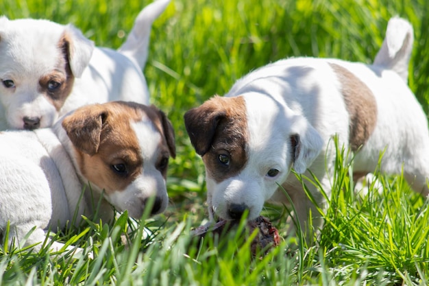 Jack Russell Terriër-puppy's in het gras Hond in selectieve focus