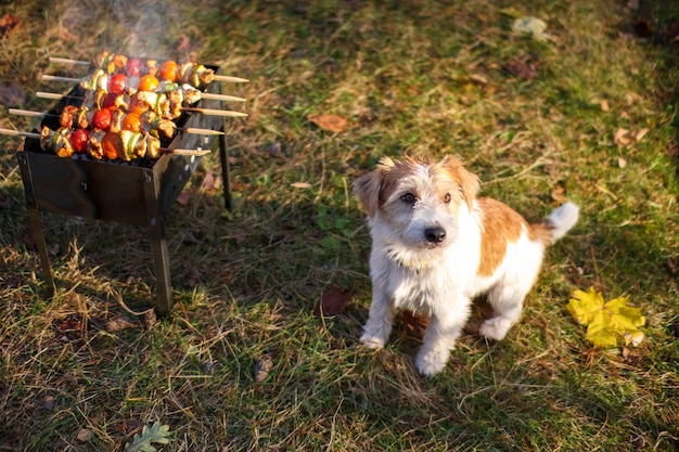 バーベキューの隣に座っているジャックラッセルテリアの子犬