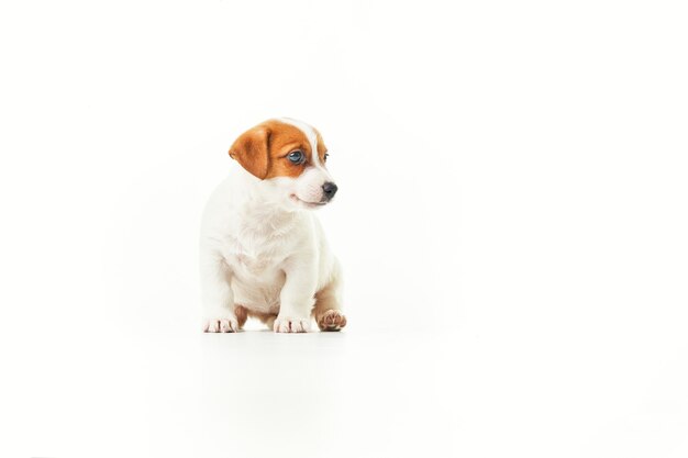 Photo jack russell terrier puppy sitting and looking to the right