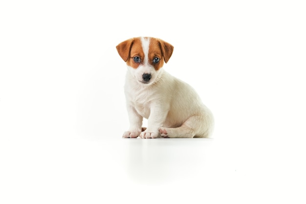 Jack Russell Terrier puppy sitting sad