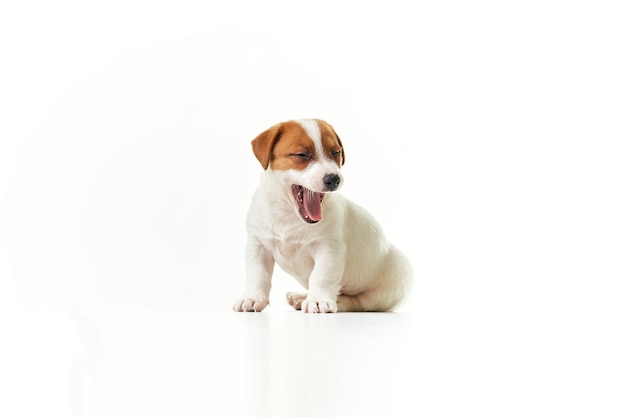 あくびをして右を向いて座っているジャックラッセルテリアの子犬