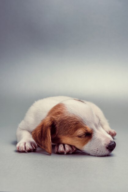 Foto jack russell terrier cucciolo dorme