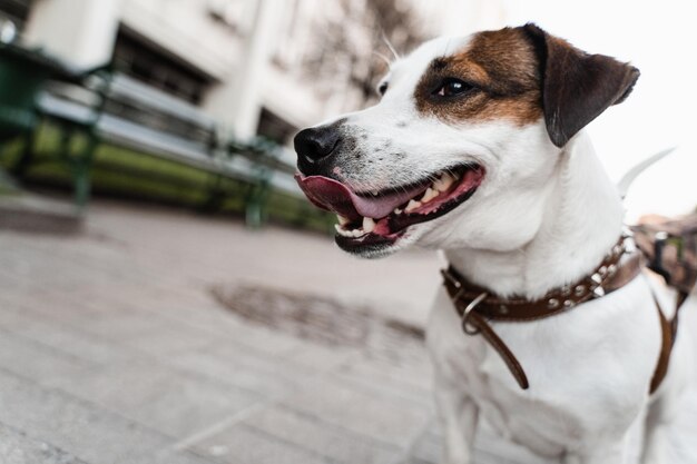 通りのクローズアップ写真のジャックラッセルテリアの子犬犬のアクティブなライフスタイル