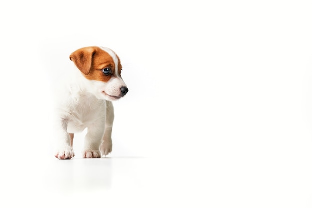 Foto cucciolo di jack russell terrier che cammina e guarda a destra