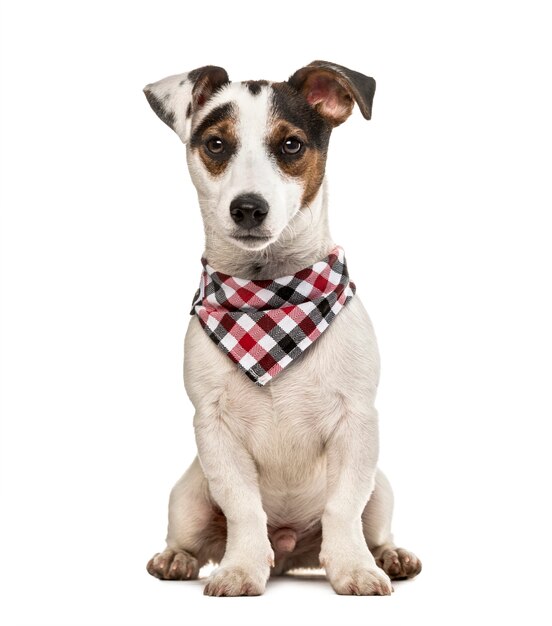 Jack Russell Terrier puppy with checked scarf, isolated on white