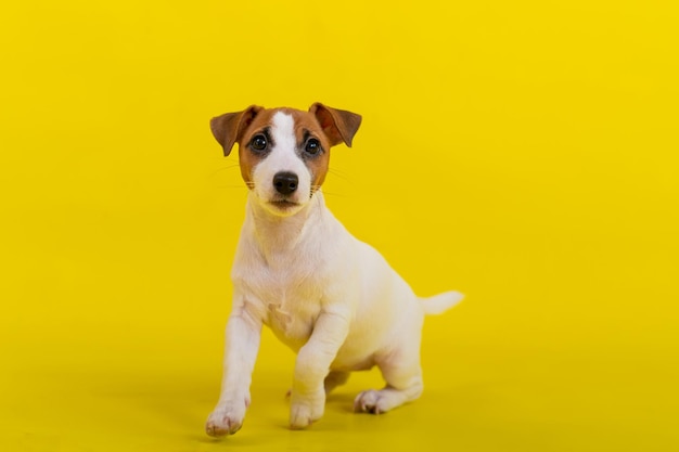 Jack russell terrier puppy on a yellow background