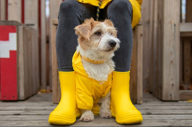 Jack Russell Terrier puppy in a yellow raincoat sits at the feet of a girl in boots.