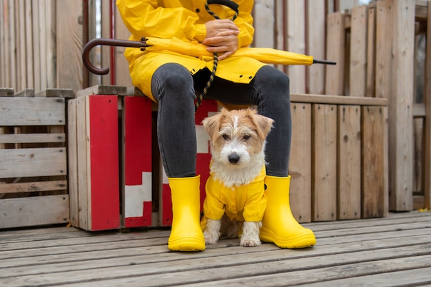 Jack russell terrier puppy in a yellow raincoat sits at the feet of a girl with an umbrella and boots.