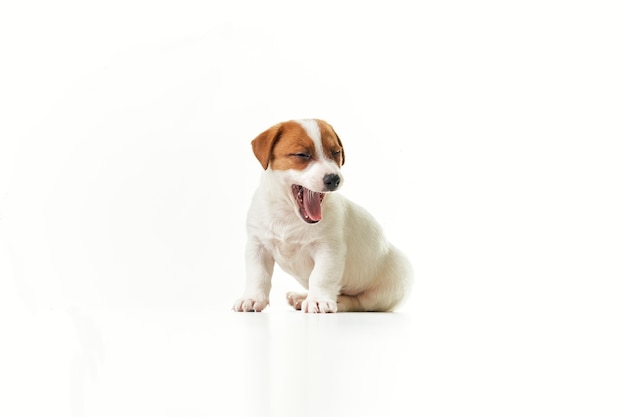 Jack Russell Terrier-puppy zit geeuwen en kijkt naar rechts