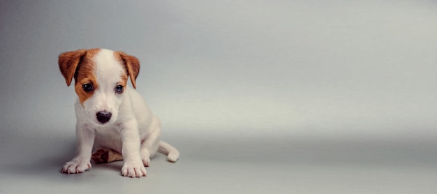 Jack russell terrier-puppyzitting