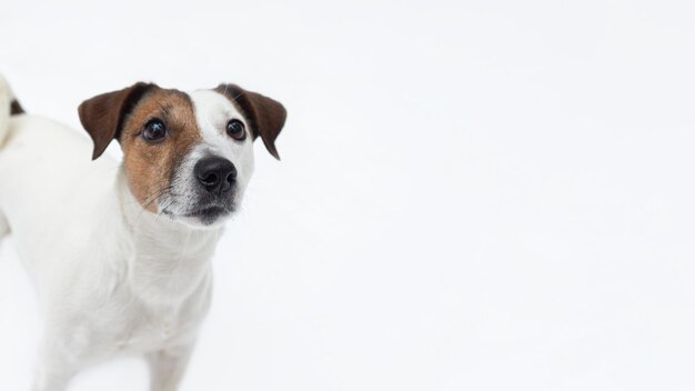 Jack Russell terrier Purebred dog on a white background isolated Pets Bannersign