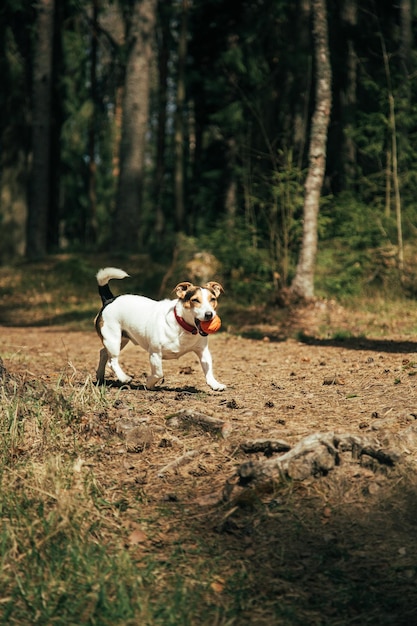 Jack Russell Terrier r walking in the park