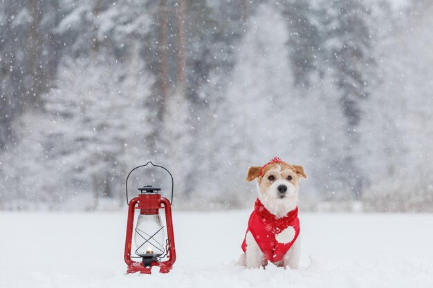 Jack Russell Terrier in a red jacket hat and scarf sits next to a burning kerosene lighting lamp in the forest There is a snowstorm in the background Christmas concept