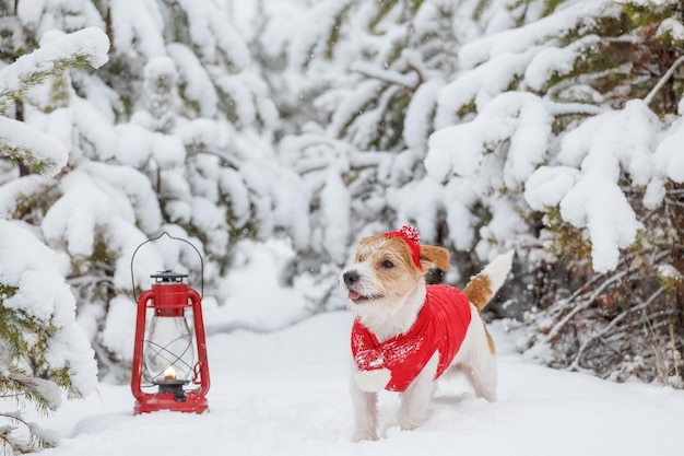 Jack Russell Terrier in a red jacket hat and scarf stands next to a burning kerosene lighting lamp in the forest There is a snowstorm in the background Christmas concept
