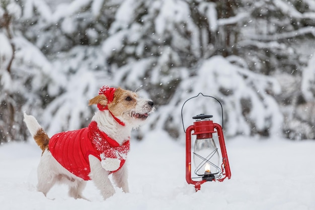 Jack Russell Terrier in a red jacket hat and scarf stands next to a burning kerosene lighting lamp in the forest There is a snowstorm in the background Christmas concept