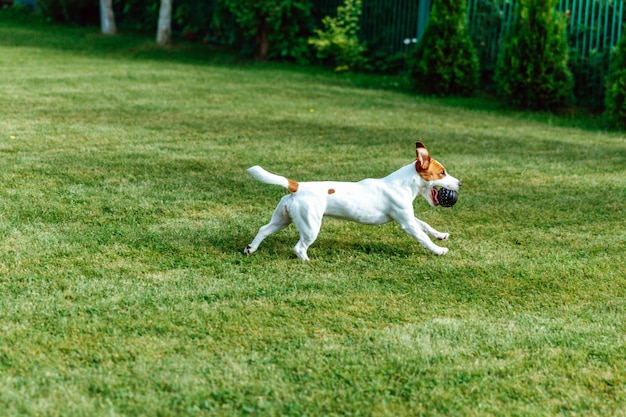 Jack Russell Terrier rent met bal over gras