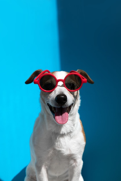 jack russell terrier in round red sunglasses looks at camera on blue