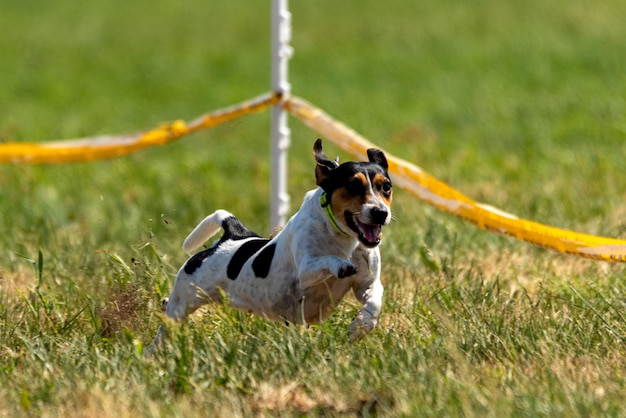 Jack russell terrier running lure coursing competition on field